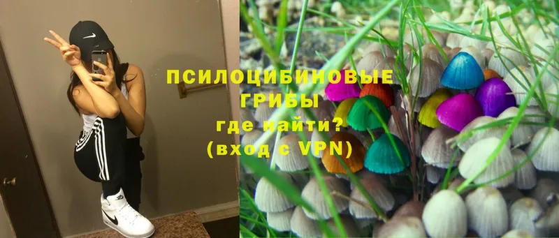 сколько стоит  Кольчугино  Псилоцибиновые грибы Cubensis 